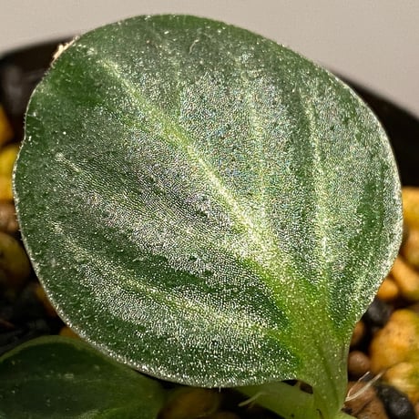 Argostema bifolium from Bukit Larut [TK130717]