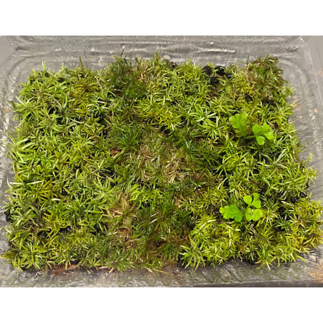 Moss from Ipoh State Malaysia