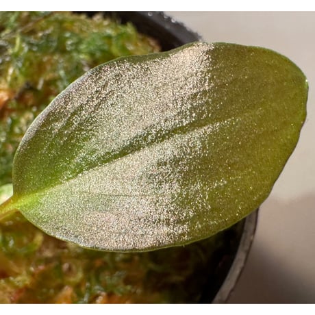 Homalomena sp."赤鉄鉱” from Kepulauan Riau [SGP import] KZT