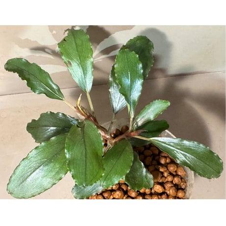 ブセファランドラ 専用出品 Bucepharandra ブセファランドラ new spices 新種 水上葉