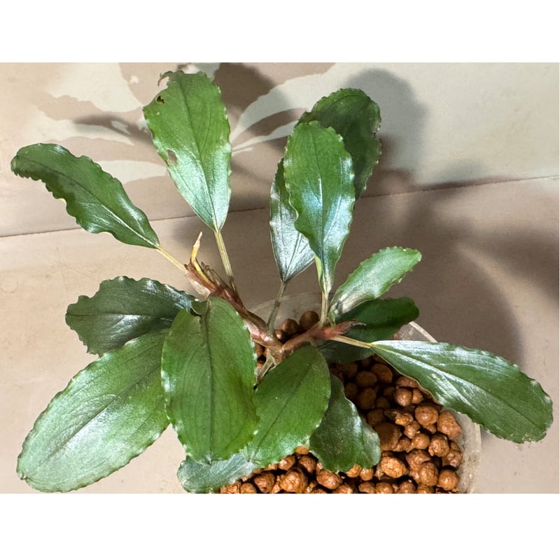 SatoさんBucephalandra SatoさんBucephalandra SatoさんBucephalandra