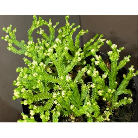 Selaginella biformis [STRINGE PLANTS]