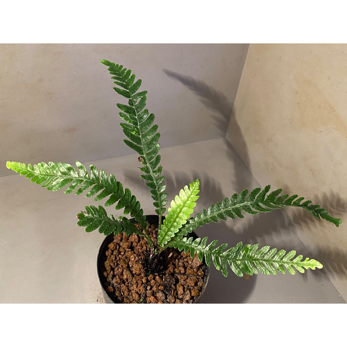 Blechnum obtusatum var. obtusatum from New Cale Blechnum obtusatum var. obtusatum from New Cale