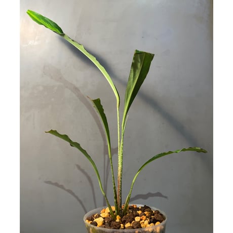 Holochamys beccarii from  Kerom Papua