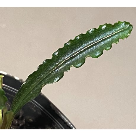 Bucephalandra sp. "MEDUSA" ②
