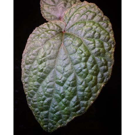 Begonia sp. from Tuyen Quang [YH1117] TK