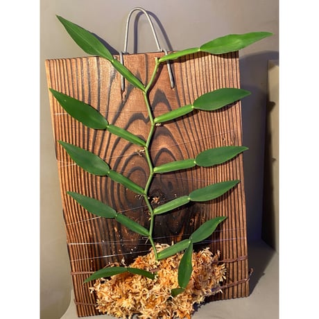 (大株) Epipremnum sp. from Trat Thailand ③