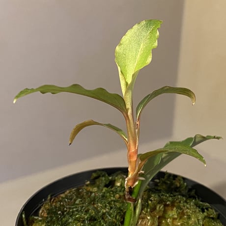 Unknown from Iquitos Peru [tanakay]