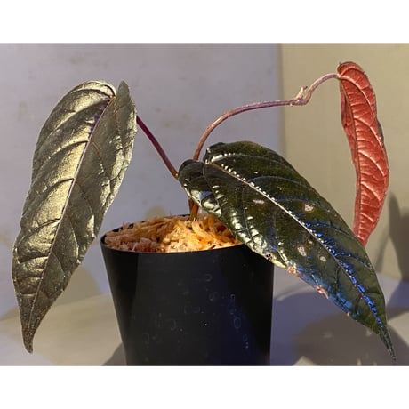 Pterisanthes sp. from Sidikalang [R0817-01c]