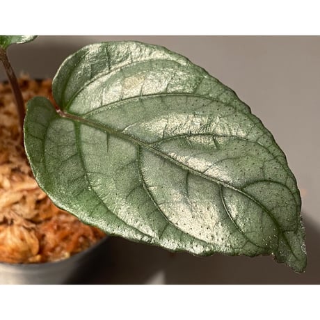 Hemigraphis alternata from Pulau Nias [HW0819-02]