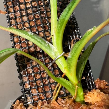 Philodendron sp. from Iquitos Peru [tanakay]