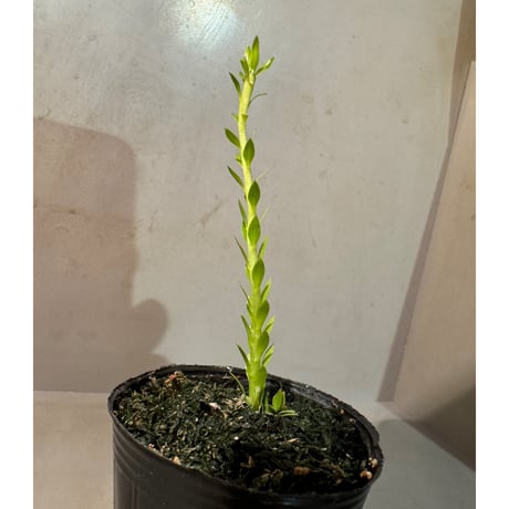 Phlegmariurus phlegmarioides Aimas, Sorong, West Papua 伊藤蟻植物農園