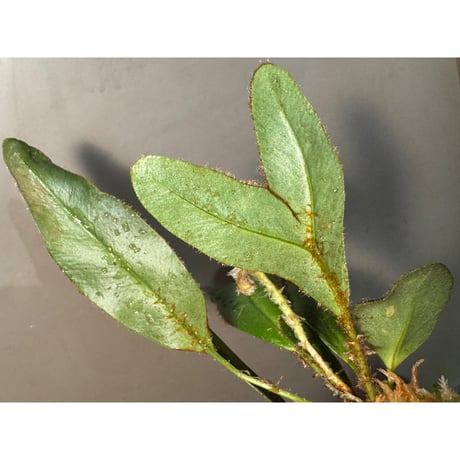 (Mサイズ) Elaphoglossum apodum [ECUAGENERA]