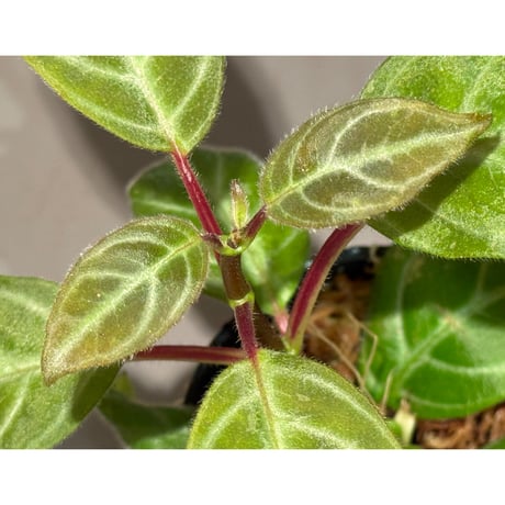 Drymonia punctulata 伊藤蟻植物農園