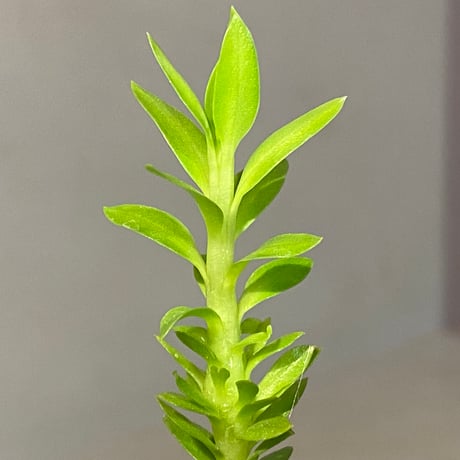 Phlegmariurus phlegmarioides Aimas, Sorong, West Papua 伊藤蟻植物農園