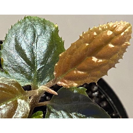 Ardisia sp. (実生) from Bengkulu [LA0315-1]