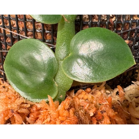 Rhaphidophora sp. from Khlong Yai Trat Thailand