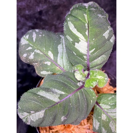 Gymnostachyum sp. from Tigalingga [HW0219-02]