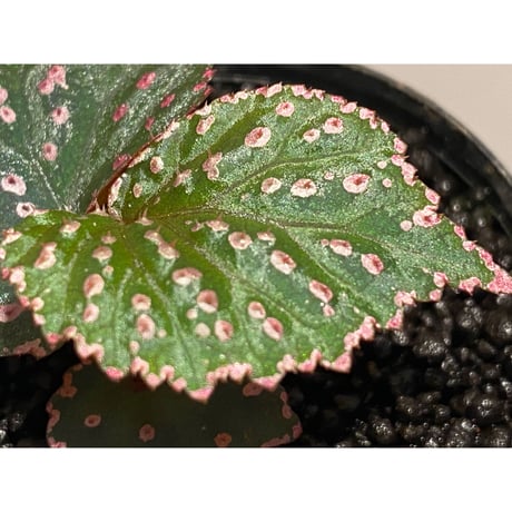 Begonia sp. from Saripoi [LA0813-2]
