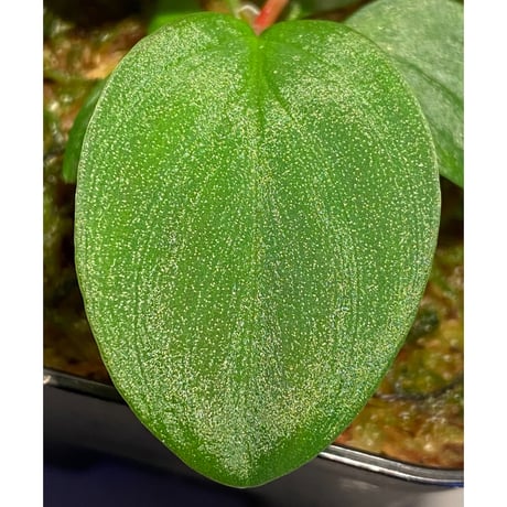 Homalomena sp. from West Kalimantan