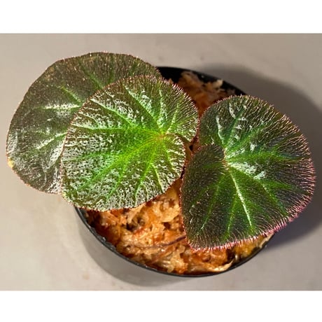 Begonia sp. from Manaus