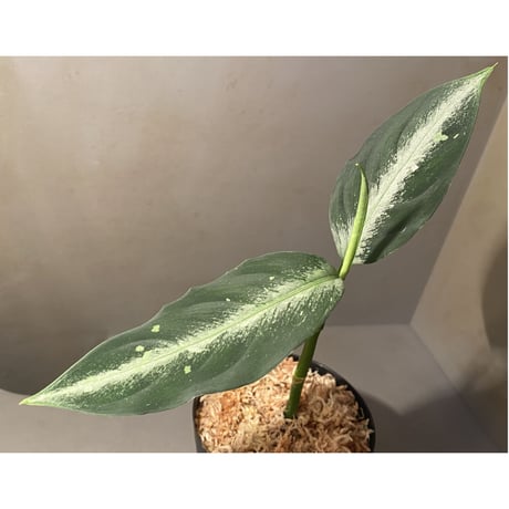 Aglaonema pictum "Hair Line" from Tigalingga [HW0219-01g] ②