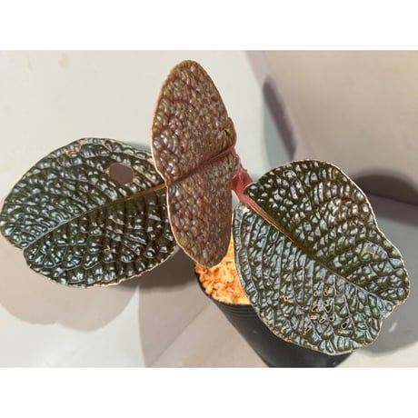 Ardisia sp. ''Snake Skin" from Kapuas hulu West Kalimantan