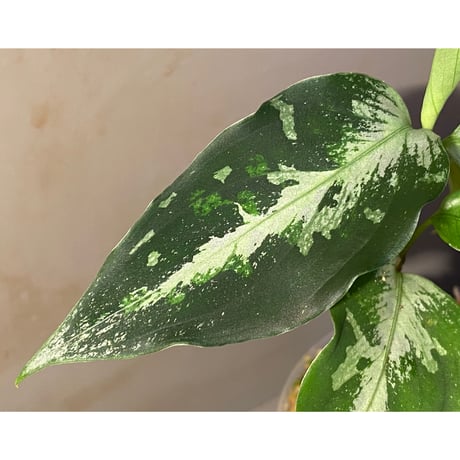 Aglaonema pictum Fusou(扶桑) 元祖DFS from Sumatera Barat [AZ0413-4]