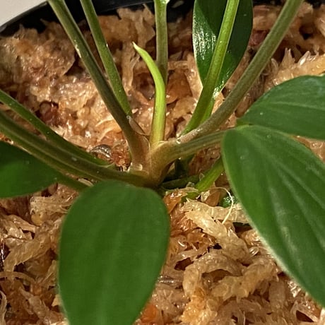 Homalomena sp. Sekadau Selatan
