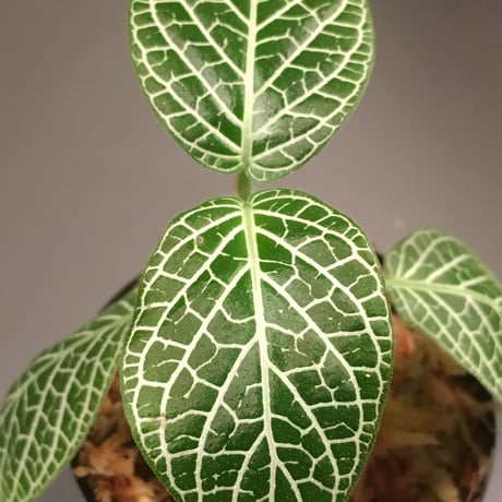 Fittonia verschaffeltii from Peru