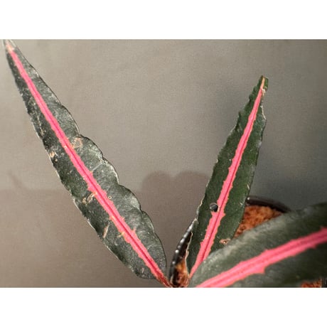Labisia sp. from Vietnam