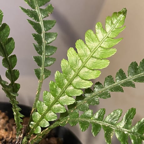 Blechnum obtusatum var. obtusatum from New Caledonia (固有種)