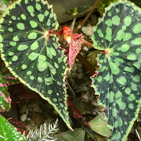 Begonia chlorosticta (Black) from Sarawak