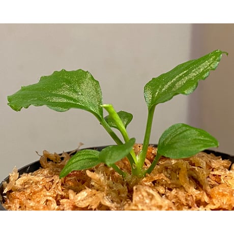 Homalomena sp. from Solok sumatera [LA0214-3]