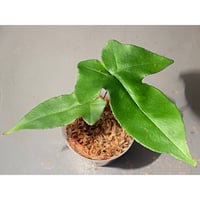 Hemionitis arifolia from Prachuap Khiri Khan Thailand