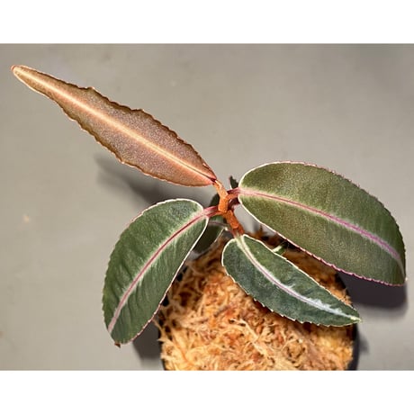Labisia sp. from Kapuas hulu Kalimantan barat
