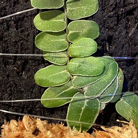 Marcgravia umbellata