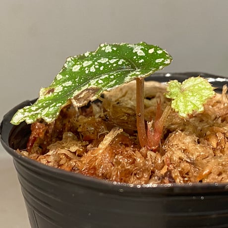 Begonia handelii var. prostrata from Viet Nam
