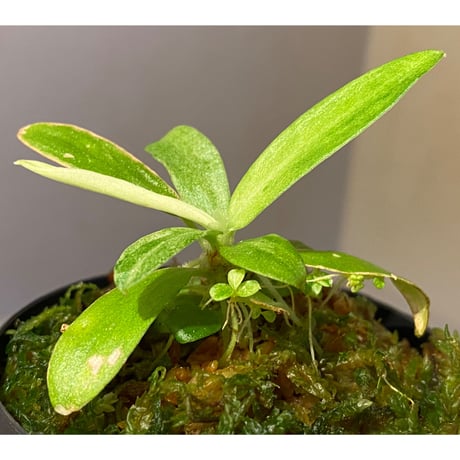 Schismatoglottis sp. "初霜錦" from Murung raya [LA0515-05]