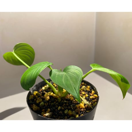 Homalomena sp. "Aceh selatan" from Aceh sumatera [TB]