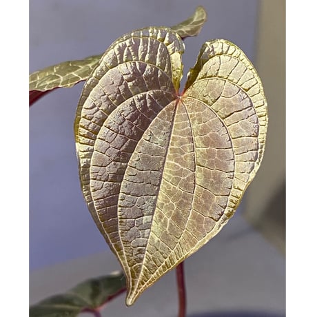 Dioscorea dodecaneura (discolor) from Ecuador