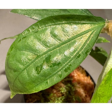 Elatostema sp. from Nopphitam [TK260915]