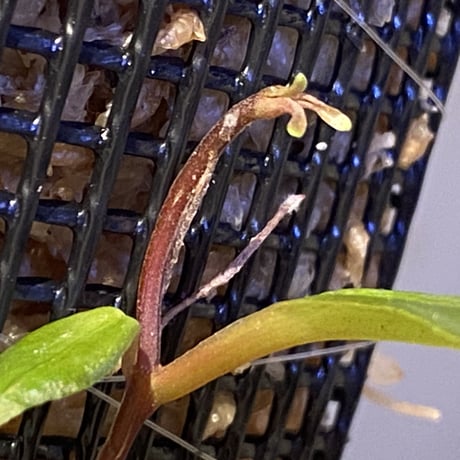 Medinilla sp. from Nueva Vizcaya Luzon Philippines