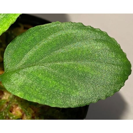 Homalomena sp. "Minimum" from Padan Utara [AZ0512-04]