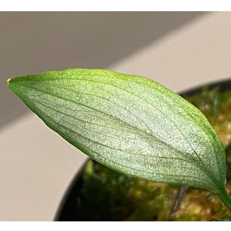 Homalomena sp. White leaf from "Pendang" Kal tengah [TB]