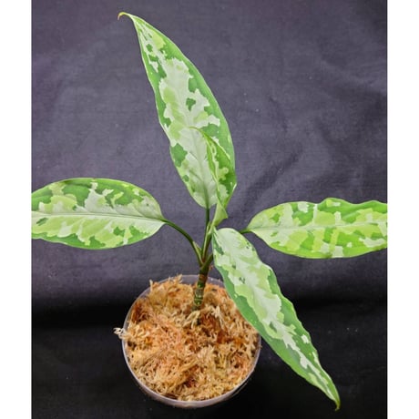 Aglaonema pictum tricolor from Aceh sumatera [LA1117-04j]