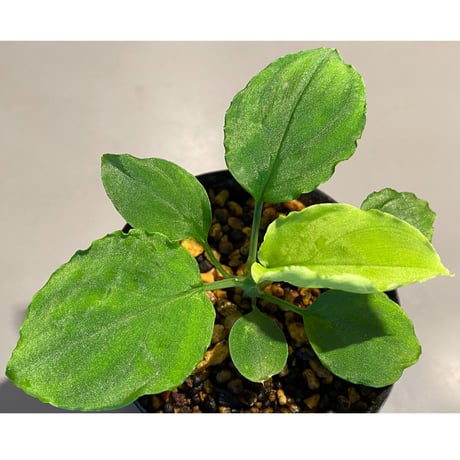 Homalomena sp. (Green) from Solok sumatera [LA0214-3]