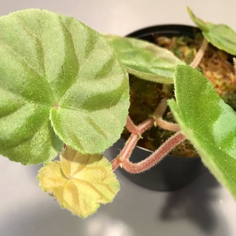 Begonia sp. from  Malay Peninsula [KN]