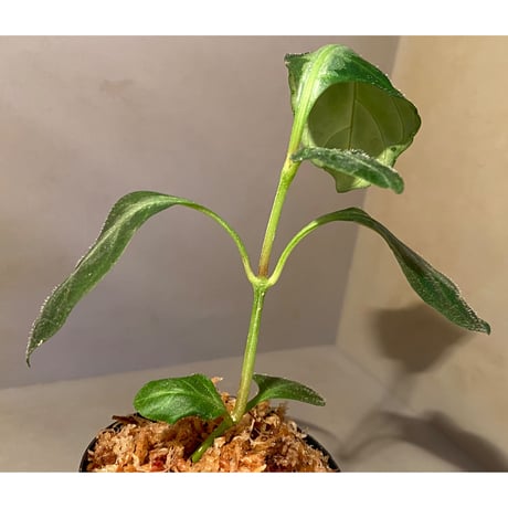 Gymnostachyum sp. from Aceh sumatera [LA1116-02]