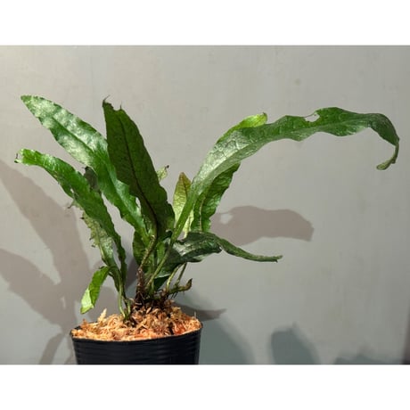 Microsorum sp. from Paracatu Minas Gerais